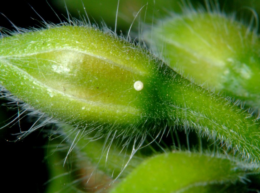 Ancora Cacyreus marshalli